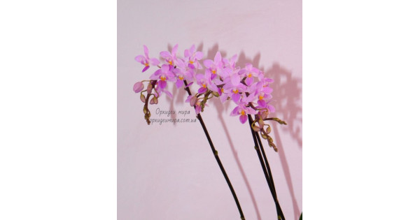 Криштиану Роналдумен жыныстық қатынас жақсы